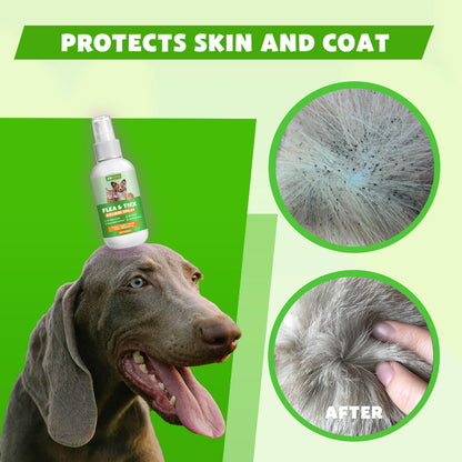 Cvreoz™ Flea & Tick Kolirin Spray 🐾 70% Limited Discounts 🔥